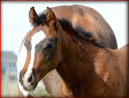 houstonwehaveaparte foal4.jpg